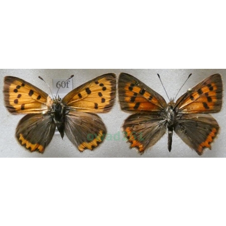 Lycaena phlaeas (Linnaeus, 1761) pair Czerwończyk żarek Czech60f